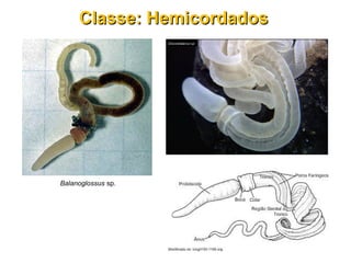 Balanoglossus sp.
Classe: HemicordadosClasse: Hemicordados
 