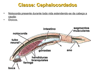• Notocorda presente durante toda vida estendendo-se da cabeça a
cauda;
• Dioicos.
Classe: CephalocordadosClasse: Cephalocordados
 