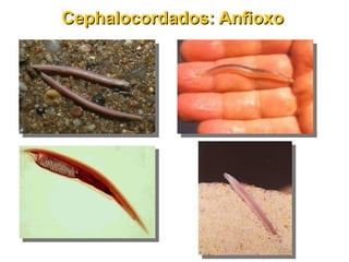 Cephalocordados: AnfioxoCephalocordados: Anfioxo
 