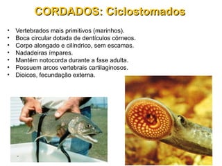 • Vertebrados mais primitivos (marinhos).
• Boca circular dotada de dentículos córneos.
• Corpo alongado e cilíndrico, sem escamas.
• Nadadeiras ímpares.
• Mantém notocorda durante a fase adulta.
• Possuem arcos vertebrais cartilaginosos.
• Dioicos, fecundação externa.
CORDADOS: CiclostomadosCORDADOS: Ciclostomados
 