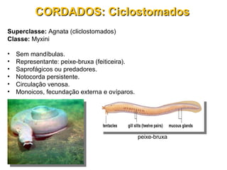 Superclasse: Agnata (cliclostomados)
Classe: Myxini
• Sem mandíbulas.
• Representante: peixe-bruxa (feiticeira).
• Saprofágicos ou predadores.
• Notocorda persistente.
• Circulação venosa.
• Monoicos, fecundação externa e ovíparos.
CORDADOS: CiclostomadosCORDADOS: Ciclostomados
peixe-bruxa
 