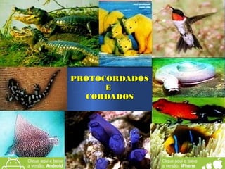 PROTOCORDADOSPROTOCORDADOS
EE
CORDADOSCORDADOS
PROTOCORDADOSPROTOCORDADOS
EE
CORDADOSCORDADOS
 