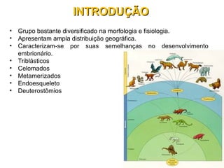 INTRODUÇÃOINTRODUÇÃO
• Grupo bastante diversificado na morfologia e fisiologia.
• Apresentam ampla distribuição geográfica.
• Caracterizam-se por suas semelhanças no desenvolvimento
embrionário.
• Triblásticos
• Celomados
• Metamerizados
• Endoesqueleto
• Deuterostômios
 