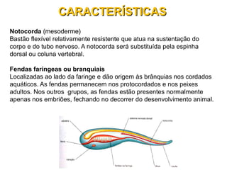 Notocorda (mesoderme)
Bastão flexível relativamente resistente que atua na sustentação do
corpo e do tubo nervoso. A notocorda será substituída pela espinha
dorsal ou coluna vertebral.
Fendas faríngeas ou branquiais
Localizadas ao lado da faringe e dão origem às brânquias nos cordados
aquáticos. As fendas permanecem nos protocordados e nos peixes
adultos. Nos outros grupos, as fendas estão presentes normalmente
apenas nos embriões, fechando no decorrer do desenvolvimento animal.
CARACTERÍSTICASCARACTERÍSTICAS
 