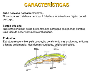Tubo nervoso dorsal (ectoderme)
Nos cordados o sistema nervoso é tubular e localizado na região dorsal
do corpo.
Cauda pós anal
Tais características estão presentes nos cordados pelo menos durante
uma fase do desenvolvimento embrionário.
Endostilo
Estrutura responsável pela condução do alimento nas ascídeias, anfioxos
e larvas de lampreia. Nos demais cordados, origina a tireoide.
CARACTERÍSTICASCARACTERÍSTICAS
 