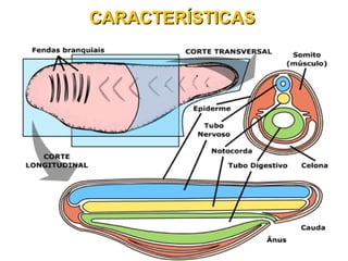 CARACTERÍSTICASCARACTERÍSTICAS
 