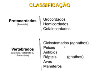 Protocordados
(Acraniata)
Urocordados
Hemicordados
Cefalocordados
Vertebrados
(Craniata, Vetebrata ou
Euchordata)
Ciclostomados (agnathos)
Peixes
Anfíbios
Répteis
Aves
Mamíferos
(gnathos)
CLASSIFICAÇÃOCLASSIFICAÇÃO
 