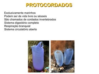 Exclusivamente marinhos
Podem ser de vida livre ou sésseis
São chamados de cordados invertebrados
Sistema digestório completo
Respiração branquial
Sistema circulatório aberto
PROTOCORDADOSPROTOCORDADOS
 