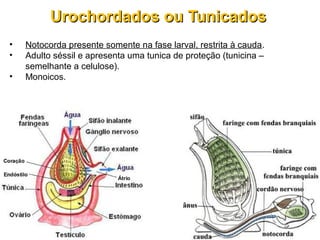• Notocorda presente somente na fase larval, restrita à cauda.
• Adulto séssil e apresenta uma tunica de proteção (tunicina –
semelhante a celulose).
• Monoicos.
Urochordados ou TunicadosUrochordados ou Tunicados
 