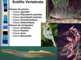 Subfilo Vertebrata
• Classes de peixes:
• Classe Agnatha
• Classe Placodermi (extinta)
• Classe Acanthodii (extinta)
• Classe Chondrichthyes
• Classe Osteichthyes
• Classes de tetrápodos:
• Classe Amphibia
• Classe Reptilia
• Classe Aves
• Classe Mammalia

 
