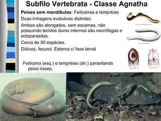 Subfilo Vertebrata - Classe Agnatha
Peixes sem mandíbulas: Feiticeiras e lampréias
Duas linhagens evolutivas distintas.
Ambas são alongados, sem escamas, não
possuindo tecidos duros internos são necrófagas e
ectoparasitas.
Cerca de 50 espécies.
Dióicos, fecund. Externa c/ fase larval
Feiticeira (esq.) e lampréias (dir.) parasitando
peixe ósseo.

 