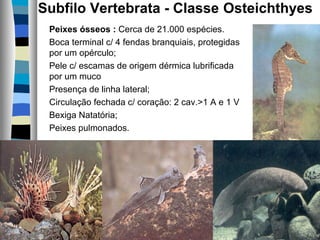 Subfilo Vertebrata - Classe Osteichthyes
Peixes ósseos : Cerca de 21.000 espécies.
Boca terminal c/ 4 fendas branquiais, protegidas
por um opérculo;
Pele c/ escamas de origem dérmica lubrificada
por um muco
Presença de linha lateral;
Circulação fechada c/ coração: 2 cav.>1 A e 1 V
Bexiga Natatória;
Peixes pulmonados.

 