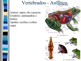 Vertebrados - Anfíbios
Anuros: sapos, rãs e perecas
Urodelos: salamandras e
tritões;
Ápodes: cecílias e cobracegas

 