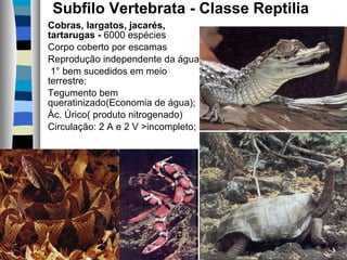 Subfilo Vertebrata - Classe Reptilia
Cobras, largatos, jacarés,
tartarugas - 6000 espécies
Corpo coberto por escamas
Reprodução independente da água.
1° bem sucedidos em meio
terrestre;
Tegumento bem
queratinizado(Economia de água);
Àc. Úrico( produto nitrogenado)
Circulação: 2 A e 2 V >incompleto;

 