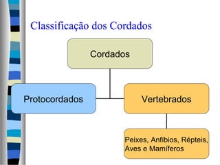 Classificação dos Cordados
Cordados

Protocordados

Vertebrados

Peixes, Anfíbios, Répteis,
Aves e Mamíferos

 