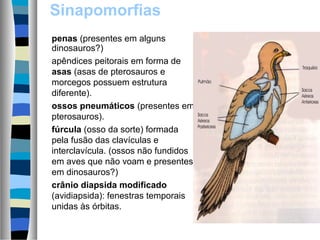 Sinapomorfias    
penas (presentes em alguns
dinosauros?)
apêndices peitorais em forma de
asas (asas de pterosauros e
morcegos possuem estrutura
diferente).
ossos pneumáticos (presentes em
pterosauros).
fúrcula (osso da sorte) formada
pela fusão das clavículas e
interclavícula. (ossos não fundidos
em aves que não voam e presentes
em dinosauros?)
crânio diapsida modificado
(avidiapsida): fenestras temporais
unidas às órbitas.

 