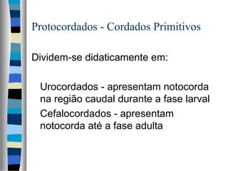 Protocordados - Cordados Primitivos
Dividem-se didaticamente em:
Urocordados - apresentam notocorda
na região caudal durante a fase larval
Cefalocordados - apresentam
notocorda até a fase adulta

 