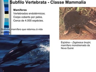 Subfilo Vertebrata - Classe Mammalia  
Mamíferos
Vertebrados endotérmicos.
Corpo coberto por pelos.
Cerca de 4.000 espécies.
Golfinho, mamífero que retornou à vida
aquática.

Éqüidna – Zaglossus bruijni,
mamífero monotremado da
Nova Guiné

 
