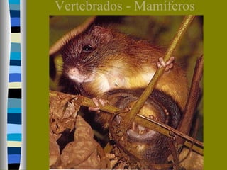 Vertebrados - Mamíferos

 