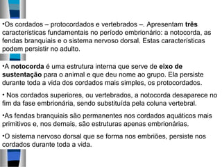 •Os cordados – protocordados e vertebrados –. Apresentam três
características fundamentais no período embrionário: a notocorda, as
fendas branquiais e o sistema nervoso dorsal. Estas características
podem persistir no adulto.
•A notocorda é uma estrutura interna que serve de eixo de
sustentação para o animal e que deu nome ao grupo. Ela persiste
durante toda a vida dos cordados mais simples, os protocordados.
• Nos cordados superiores, ou vertebrados, a notocorda desaparece no
fim da fase embrionária, sendo substituída pela coluna vertebral.
•As fendas branquiais são permanentes nos cordados aquáticos mais
primitivos e, nos demais, são estruturas apenas embrionárias.
•O sistema nervoso dorsal que se forma nos embriões, persiste nos
cordados durante toda a vida.

 