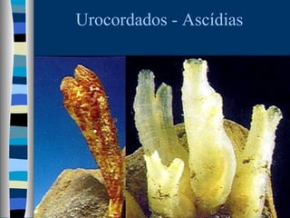 Urocordados - Ascídias

 