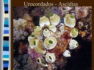 Urocordados - Ascídias
 