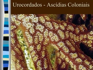 Urocordados - Ascídias Coloniais
 