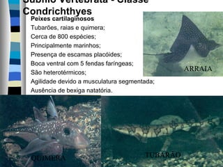 Subfilo Vertebrata - Classe
Condrichthyes
Peixes cartilaginosos
Tubarões, raias e quimera;
Cerca de 800 espécies;
Principalmente marinhos;
Presença de escamas placóides;
Boca ventral com 5 fendas faríngeas;
São heterotérmicos;
Agilidade devido a musculatura segmentada;
Ausência de bexiga natatória.
ARRAIA
TUBARÃOQUIMERA
 