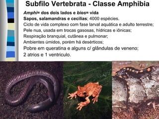 Subfilo Vertebrata - Classe Amphibia
Amphi= dos dois lados e bios= vida
Sapos, salamandras e cecílias; 4000 espécies.
Ciclo de vida complexo com fase larval aquática e adulto terrestre;
Pele nua, usada em trocas gasosas, hídricas e iônicas;
Respiração branquial, cutânea e pulmonar;
Ambientes úmidos, porém há desérticos;
Pobre em queratina e alguns c/ glândulas de veneno;
2 atrios e 1 ventriculo.
 