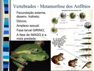 Vertebrados - Metamorfose dos Anfíbios
Fecundação externa,
desenv. Indireto;
Diócos;
Amplexo sexual;
Fase larval GIRINO;
A fase de IMAGO é a
mais predada;
 