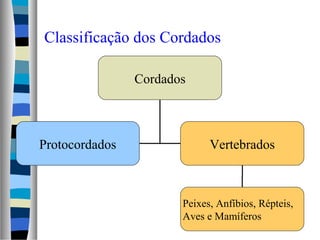 Classificação dos Cordados
Cordados
Protocordados Vertebrados
Peixes, Anfíbios, Répteis,
Aves e Mamíferos
 