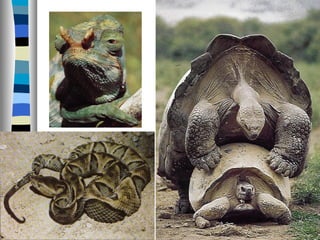Vertebrados
Répteis
 