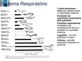 Sistema Respiratório
A pele escamosa
seca dos répteis reduz
a respiração cutânea.
Aumento da
superfície respiratória
dos pulmões.
Pulmões aspiradores
ventilados por
mudanças de forma e
pressão na cavidade
torácica.
Lagartos - um dos
pulmões é maior.
Cobras - pulmão
esquerdo reduzido ou
ausente.
 