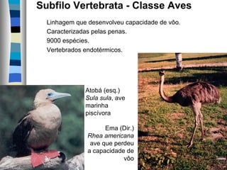 Subfilo Vertebrata - Classe Aves
Linhagem que desenvolveu capacidade de vôo.
Caracterizadas pelas penas.
9000 espécies.
Vertebrados endotérmicos.
Atobá (esq.)
Sula sula, ave
marinha
piscívora
Ema (Dir.)
Rhea americana
ave que perdeu
a capacidade de
vôo
 