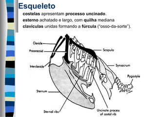 Esqueleto
costelas apresentam processo uncinado.
esterno achatado e largo, com quilha mediana
clavículas unidas formando a fúrcula (“osso-da-sorte”).
 
