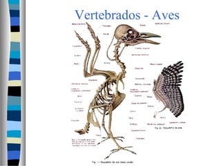 Vertebrados - Aves
 