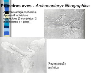 Reconstrução 
artística
Ave mais antiga conhecida.
Apenas 6 indivíduos
conhecidos (3 completos, 2
incompletos e 1 pena)
Primeiras aves - Archaeopteryx lithographica
 