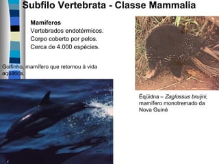 Subfilo Vertebrata - Classe Mammalia 
Mamíferos
Vertebrados endotérmicos.
Corpo coberto por pelos.
Cerca de 4.000 espécies.
Éqüidna – Zaglossus bruijni,
mamífero monotremado da
Nova Guiné
Golfinho, mamífero que retornou à vida
aquática.
 