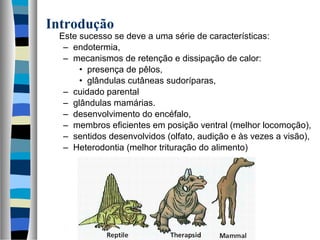 Este sucesso se deve a uma série de características:
– endotermia,
– mecanismos de retenção e dissipação de calor:
• presença de pêlos,
• glândulas cutâneas sudoríparas,
– cuidado parental
– glândulas mamárias.
– desenvolvimento do encéfalo,
– membros eficientes em posição ventral (melhor locomoção),
– sentidos desenvolvidos (olfato, audição e às vezes a visão),
– Heterodontia (melhor trituração do alimento)
Introdução
 