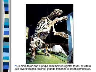 Os mamíferos são o grupo com melhor registro fossil, devido à
sua diversificação recente, grande tamanho e ossos compactos.
 
