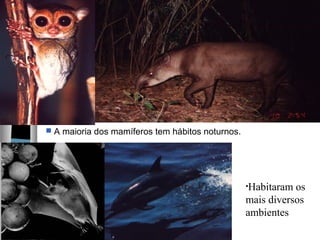  A maioria dos mamíferos tem hábitos noturnos.
•Habitaram os 
mais diversos 
ambientes
 
