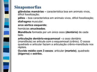 Sinapomorfias
glândulas mamárias – característica boa em animais vivos,
difícil fossilização;
pêlos – boa característica em animais vivos, difícil fossilização;
diafragma muscular;
arco aórtico esquerdo;
hemácias anucleadas;
Mandíbula formada por um único osso (dentário) de cada
lado.
articulação dentário-esquamosal - o osso dentário
(mandíbula) se articula com o esquamosal (crânio). O ossos
quadrado e articular faziam a articulação crânio-mandíbula nos
répteis.
Ouvido médio com 3 ossos: articular (martelo), quadrado
(bigorna) e estribo.
 