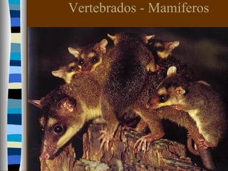 Vertebrados - Mamíferos
 