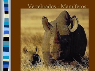 Vertebrados - Mamíferos
 