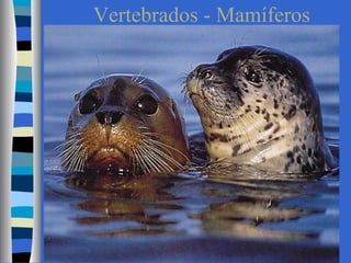 Vertebrados - Mamíferos
 