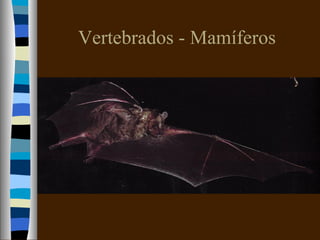 Vertebrados - Mamíferos
 