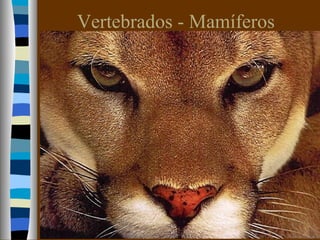 Vertebrados - Mamíferos
 