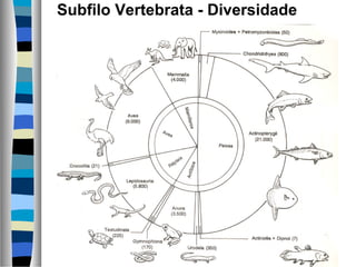 Subfilo Vertebrata - Diversidade
 