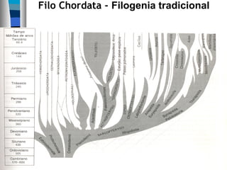 Filo Chordata - Filogenia tradicional
 
