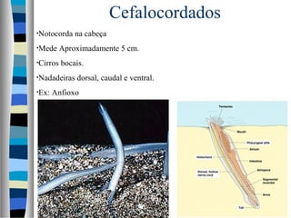 Cefalocordados
•Notocorda na cabeça
•Mede Aproximadamente 5 cm.
•Cirros bocais.
•Nadadeiras dorsal, caudal e ventral.
•Ex: Anfioxo
 